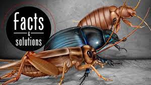 This works in much the same way as human vocal cords do. Bugs That Look Like Roaches But Aren T Cockroach Facts