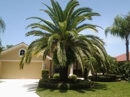 Canary Island Date Palm Tree Phoenix Canariensis Canary Canary Island Date Palm Florida Landscaping Garden Supplies