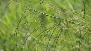 Image result for Tephrosia linearis