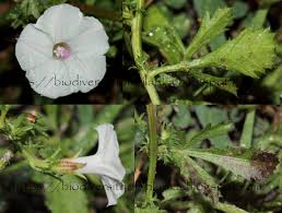 Image result for Ipomoea coptica