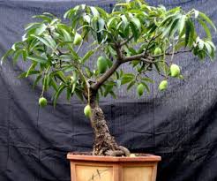 A bonsai tree isn't genetically altered to make it smaller. Bonsai Tree Growing For Beginners Agri Farming