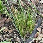 Image result for Abildgaardia ovata