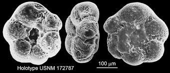 Image result for Micrargeriella