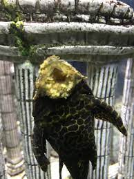Founded by mycologist and author paul stamets in. Pleco Gibby Mouth Fungus My Aquarium Club