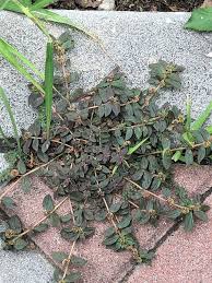Image result for Euphorbia spissiflora