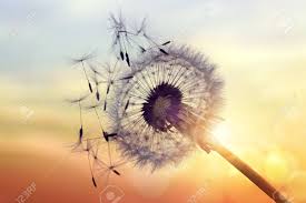 Feel free to download, share and use them! Dandelion Silhouette Against Sunset With Seeds Blowing In The Stock Photo Picture And Royalty Free Image Image 61385929