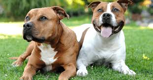 American pit bull terrier or american staffordshire terrier x bulldog mix = old anglican bulldogge. 11 Facts Everyone Should Know About American Staffordshire Terriers Barkspot