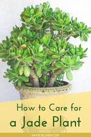 How To Care For A Jade Plant Natalie Linda Plants Jade Plant Care Jade Plants