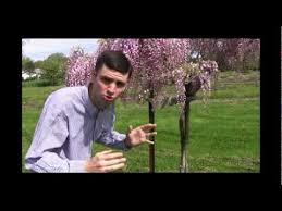 When training wisteria vines, select an upright stem and attach it to the chosen support. How To Care For And Train Wisteria Video Youtube