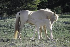 Animal Photography Rockies Wild Horses And A Stallion Adventure