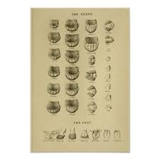 Age Of Horse By Teeth Chart Dental Anatomy Poster