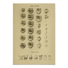 age of horse by teeth chart dental anatomy poster