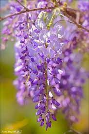 Saleh On Twitter Wisteria Wisteria Tree Pretty Flowers