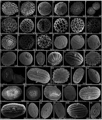 Image result for Acanthopale pubescens