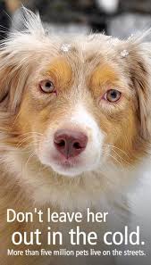 Report Animal Cruelty Fight Animal Cruelty Animals Animal Abuse