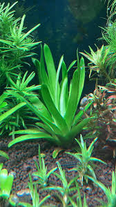 Image result for Eriocaulon setaceum