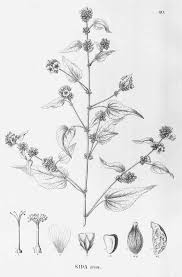 Image result for Sida urens