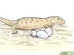 Aplikasi android, knowledge management, knowledge sharing, make,. How To Breed Leopard Geckos 14 Steps With Pictures Wikihow