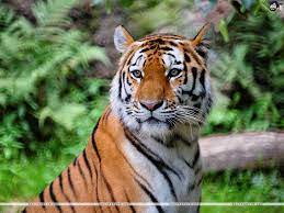 Explore our huge collection of beautiful and majestic tiger pictures and images. Wallpaper Hd Wallpapers Ultra Hd 4k Wallpapers For Desktop Mobiles Santa Banta