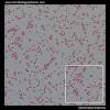 Cause of typhi salmonellosis (typhi fever, paratyphi a, b and c), salmonella enterica serotype typhi or paratyphi a, b and c include salmonella to the family of enterobacteriaceae. Https Encrypted Tbn0 Gstatic Com Images Q Tbn And9gcqlhq2qrlmsa3ktcetzaqas Nxqaib4x1zkvznj F0acmtyrb6m Usqp Cau