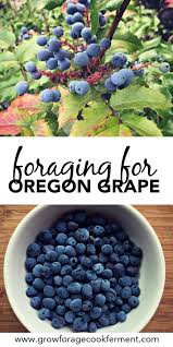 The oregon grape has been recognized for its usefulness and value in europe even during the elizabethan times, and it continued to be valued all however, even though the purplish berries are edible and rich in vitamin c, the part of the oregon grape that is used in medicine is the root. Foraging For Oregon Grape Wild Food Foraging Oregon Grape Foraged Food