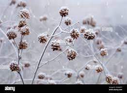 Image result for Scleria hispidula