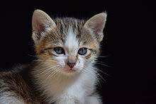 Either term may be used for the young of smaller wild felids such as ocelots, caracals, and lynx, but kitten is usually more common for these species. Kitten Wikipedia