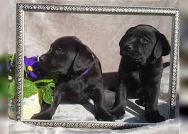 Sie möchten einen labrador durch erziehung gehorsam machen und wissen nicht, wie sie dies anstellen sollen? Labrador Retriever Kaufen In Deiner Region