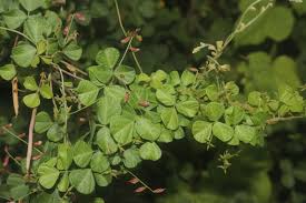 Image result for Rhynchosia resinosa