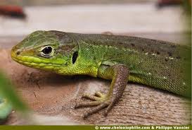 Lezard du sud de la france. Fiche Sur Le Lezard Vert Lacerta Bilineata