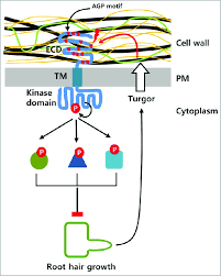We did not find results for: A Model Illustrating The Rhs10 Mediated Negative Feedback Control Of Download Scientific Diagram