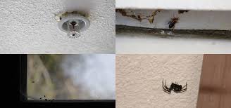 It's become the topic of closed schools, lawsuits, and the impetus for the growth of a new industry, mold testing and remediation. Spiders Sewage Fees The Other Side Of Renting From Wall Street