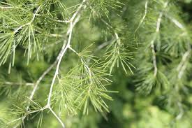 Image result for Asparagus laricinus