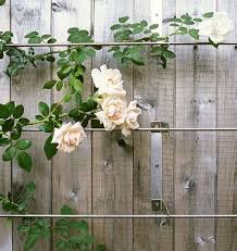 Boxwood Terrace Gardens Modern Trellis Rose Trellis Backyard Fences