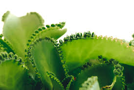 Also known as palm tree bryophyllum, mexican hat plant, alligator plant, devil's backbone, mother of thousands, chandelier plant, and mother of millions. Mother Of Thousands Varieties Mexican Hat Plant Complete Guide To Growing