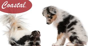 Put on a pair of gloves get a hydrogen peroxide, baking soda, and a washing soap. Skunk Spray Remedies