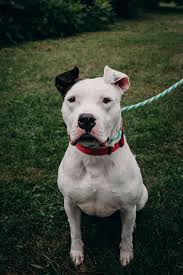 We are dedicated to saving lives, and. Unbreakabull Pitbull Rescue