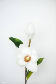 Download Premium Image Of White Magnolia On White Background 1204388 White Magnolia White Background Flower Illustration