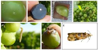 Image result for Lobesia botrana grapevine