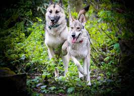 Worldwide, dogs (canis familiaris) are certainly the most common domesticate (900 million according to the world atlas) and are sometimes used as a proxy for human presence.dogs were the first and therefore arguably most important species ever to be domesticated. Our Lupine Dogs