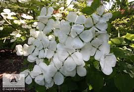Venus is a hybrid dogwood (cornus kousa 'chinensis' x cornus nuttalii goldspot' x cornus kousa 'rosea') that was developed by elwin r. Cornus Kousa Venus
