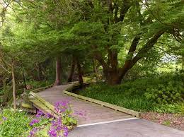 Sf Botanical Gardens Pathways Garden Pathway Botanical Gardens Public Garden