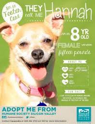 Charity dynamics had the rewarding opportunity to carry out a responsive. Humane Society Silicon Valley Hssv Profile Pinterest