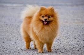 Vertalingen loulou de poméranie fr>nl. Chien Elevage Des Loulou De Pomeranie Eleveur De Chiens Spitz Allemand