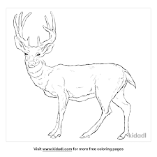 916x1228 animal coloring pages mule deer also sheet acpra 476x333 mule deer coloring pages desert animals golden eagle Wbqk9gkjcu 4am