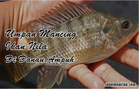 Umpan Ikan Nila Di Danau Paling Ampuh Mantap Ikan Makanan Ikan Umpan Pancing