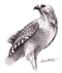 Red Hawk Bird Drawings Realistic Animal Drawings Animal Drawings