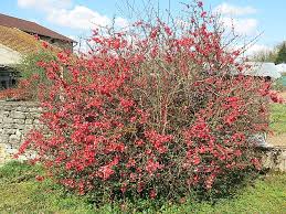 Image result for Chaenomeles japonica