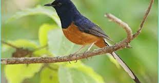 Kelebihan Dan Kekurangan Burung Murai Batu Hutan Burung Murai Hewan Peliharaan