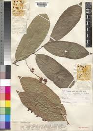 Image result for Dasylepis